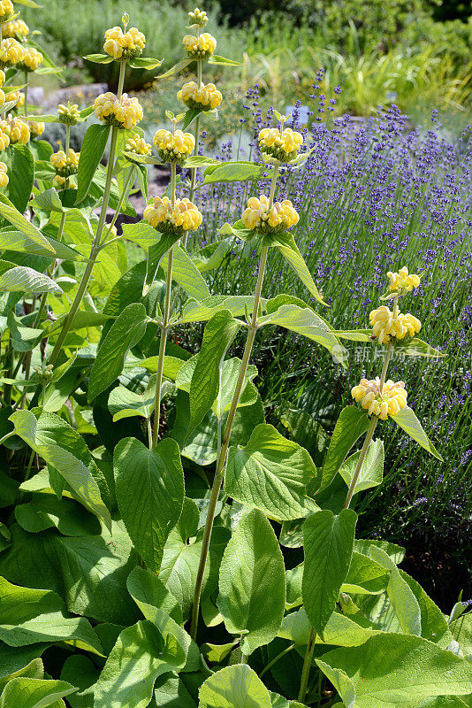 黄色灯芯草花(Phlomis russeliana)。